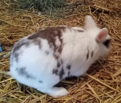 Kaninchen auf den Bauernhof