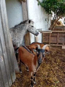 Pony mit Ziegen auf dem Bauernhof