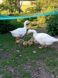 Gänse mit Küken am Bauernhof