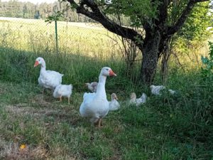 Gänse auf dem Bauernhof