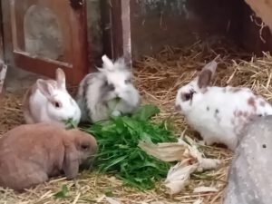 Kaninchen auf dem Bauernhof