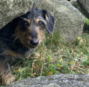 Hunde sind willkommen