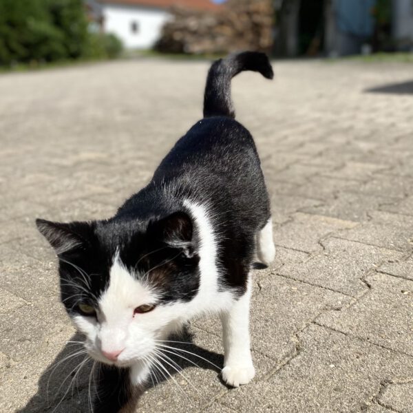 viele verschmuste Katzen am Hof