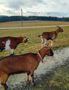 gemeinsam mit den Ziegen unterwegs